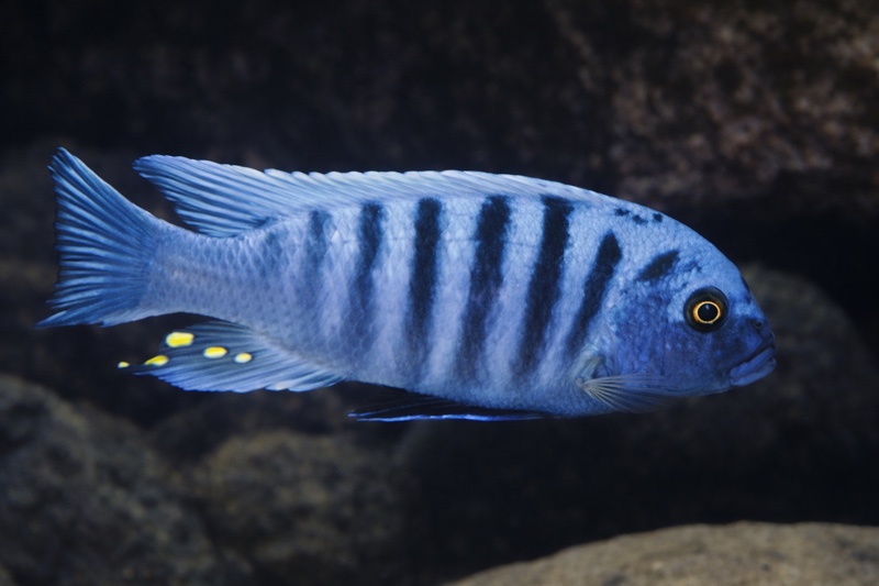 Maylandia zebra 'Kirondo'